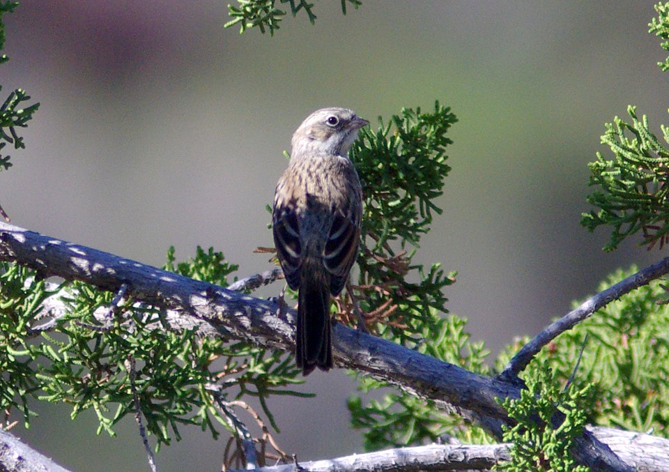 SPARROW, SAGE (5-11-09) juv, carrizo -01