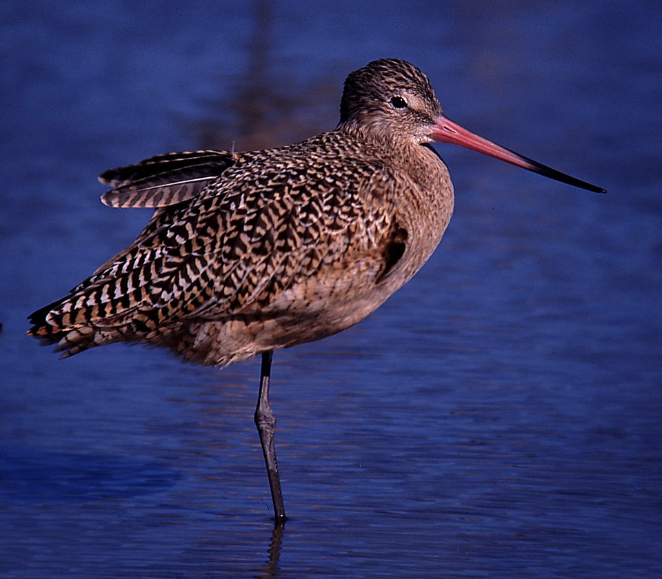 GODWIT, MARBLED (12-04) slo
