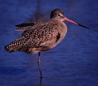 GODWIT, MARBLED (12-04) slo