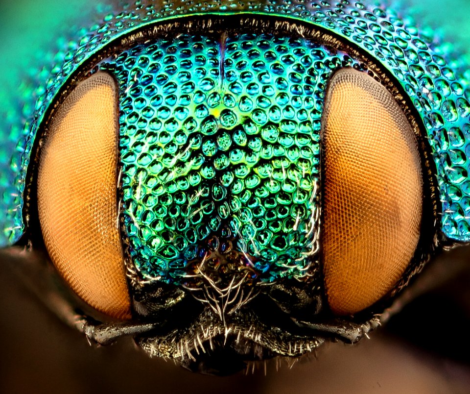 Paracmaeodera species, u, face, Krugar National Park, South Africa 2018-07-17-18.29.21 ZS PMax UDR
