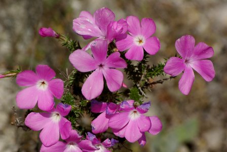 PHLOX, PRICKLY (4-2-07)- lopez cyn area -2