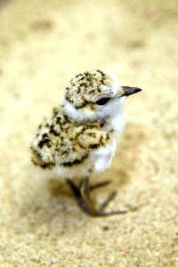 Five-day-old Western snowy plover chick photo