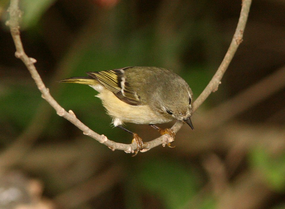 KINGLET, RUBY-CROWNED -2