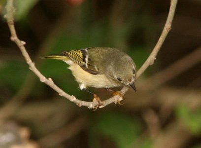 KINGLET, RUBY-CROWNED -2