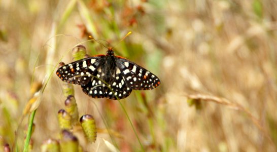 Chalcedon Checkerspot Butterfly