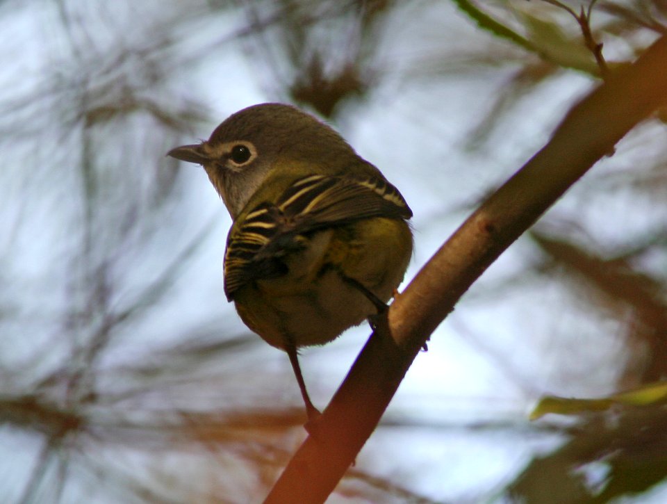 VIREO, BLUE-HEADED (11-11-08) pecho willows, los osos, slo co, ca -03