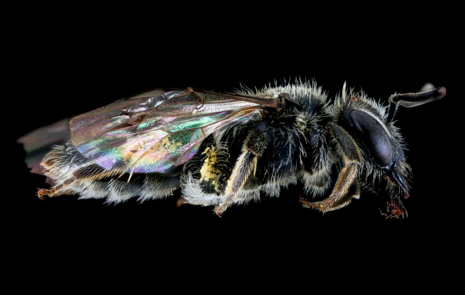 Andrena subopaca, f, right, Plavecky Mikulas, Slovakia 2019-12-16-20.42.52 ZS PMax UDR