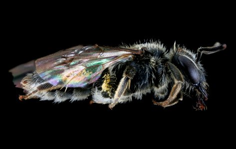 Andrena subopaca, f, right, Plavecky Mikulas, Slovakia 2019-12-16-20.42.52 ZS PMax UDR