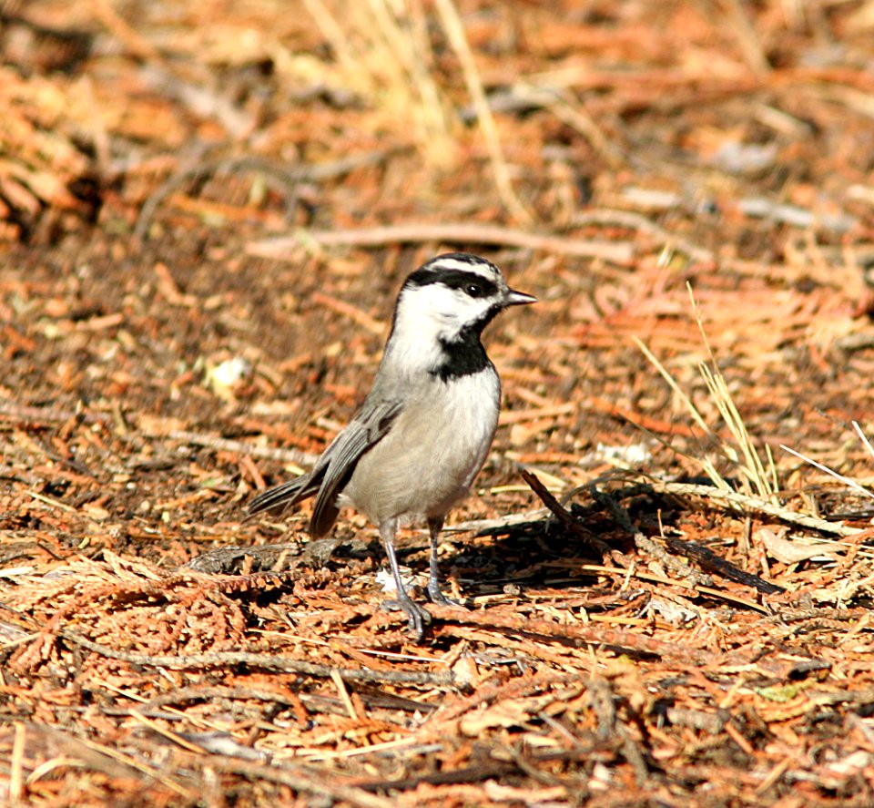 CHICKADEE, MOUNTAIN (10-14-06) mu ranch, carrizo plain nat monument, slo co, ca
