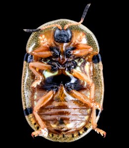 Gold beetle, u, front, South Africa 2019-12-18-12.26.43 ZS PMax UDR photo
