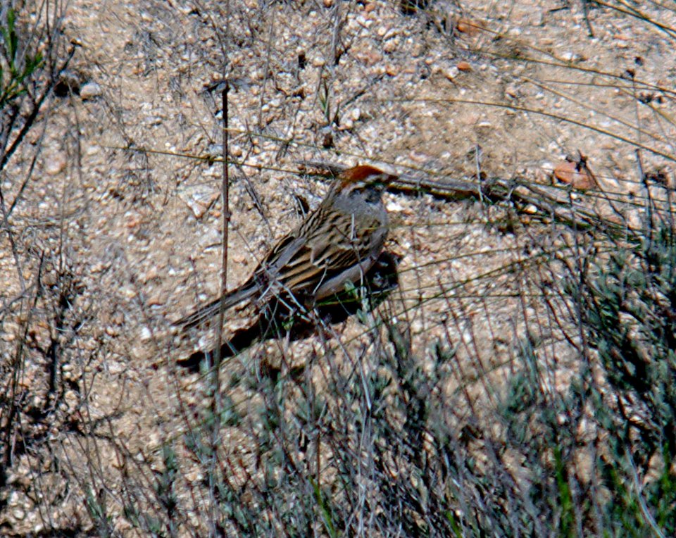 SPARROW, CHIPPING (3-28-07) quail spring, carrizo plain nat monument, slo co, ca