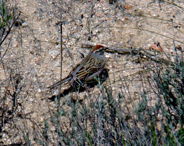 SPARROW, CHIPPING (3-28-07) quail spring, carrizo plain nat monument, slo co, ca