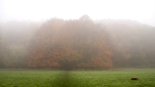 Forest in mist. photo
