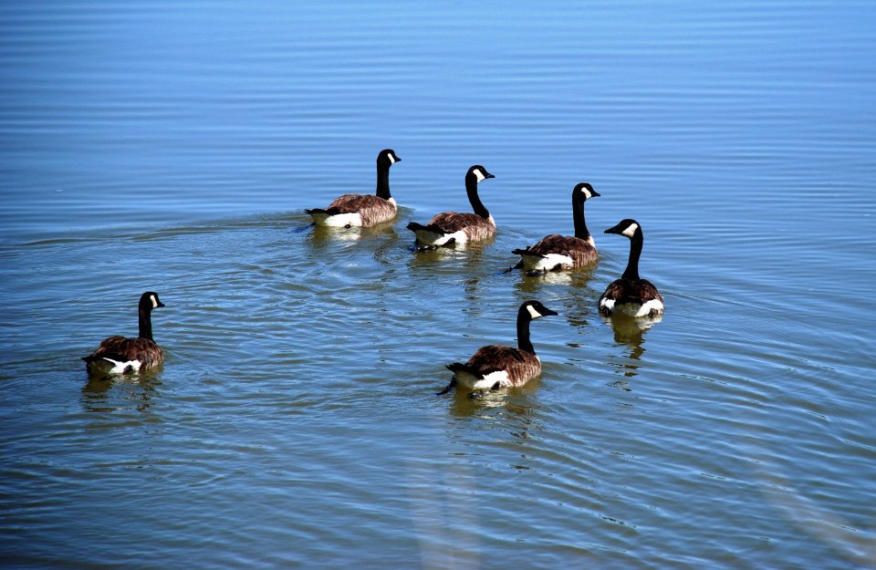 Pahranagat National Wildlife Refuge waterfowl