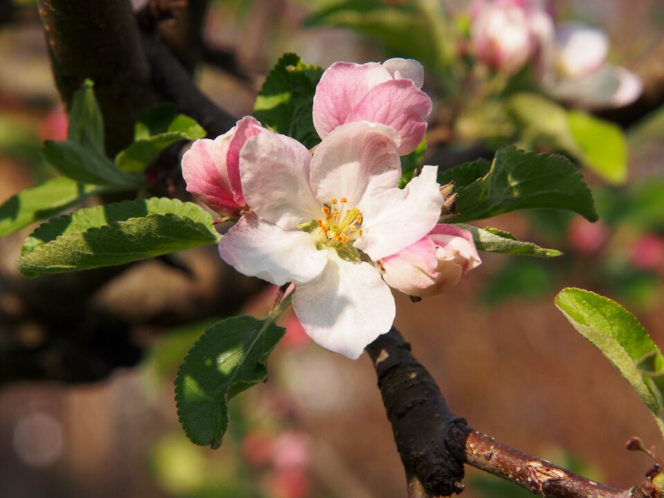 Apple blossom plant fruit tree