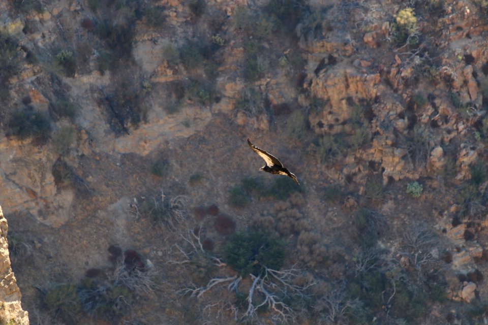 Condor chick 933 takes first flights