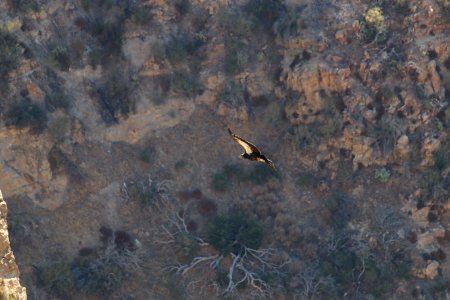 Condor chick 933 takes first flights photo