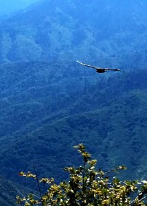 A California condor soars in Sequoia National Park.