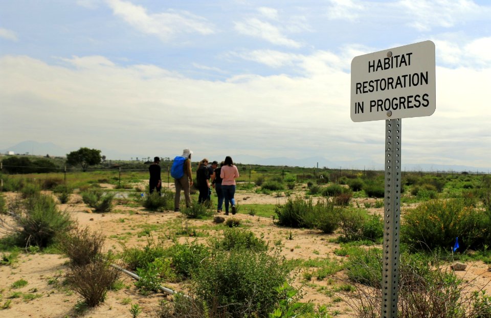 Vernal pool restoration site in phase 2 of restoration