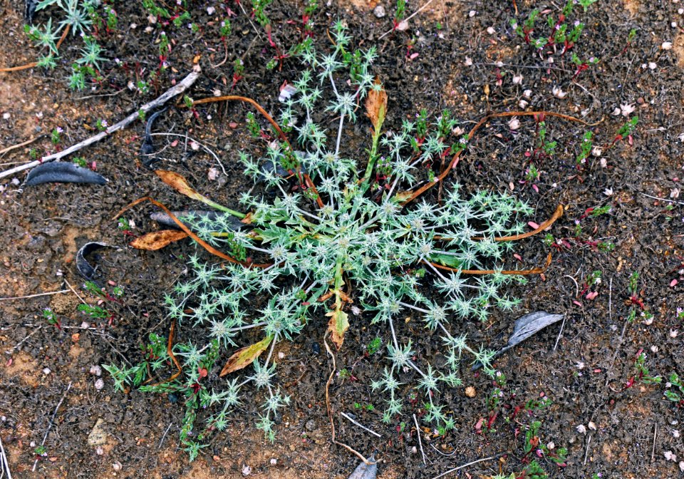San Diego button-celery is a federally endangered plant