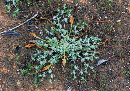 San Diego button-celery is a federally endangered plant photo