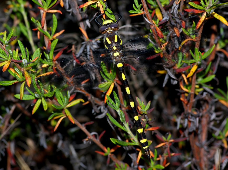 SPIKETAIL, PACIFIC (cordulegaster dorsalis) (6-8-07) res cyn -01