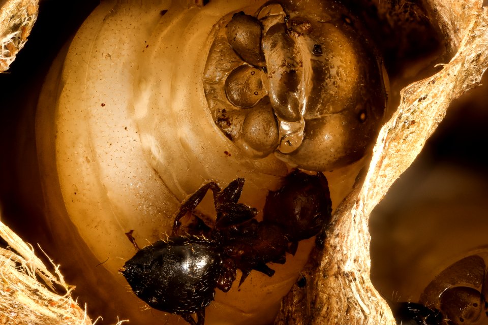 Polistes nest 5, MD, side 2015-07-22-18.00.39 ZS PMax UDR