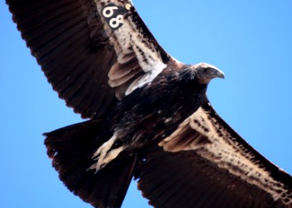 California condor #568. photo