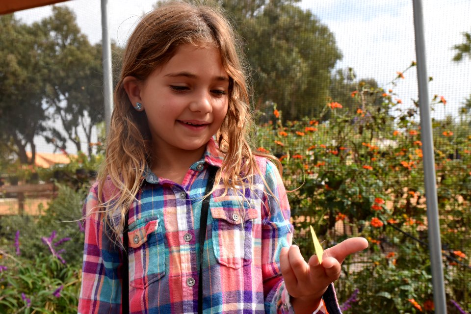 Monarch Butterfly Tagging Event