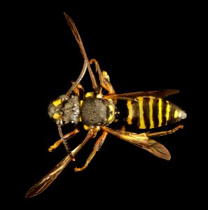 Nomada graenicheri, m, back, Minnesota 2016-04-07-16.05