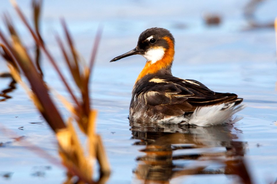 Red-necked phalarope - Arctic Bird Fest 2019