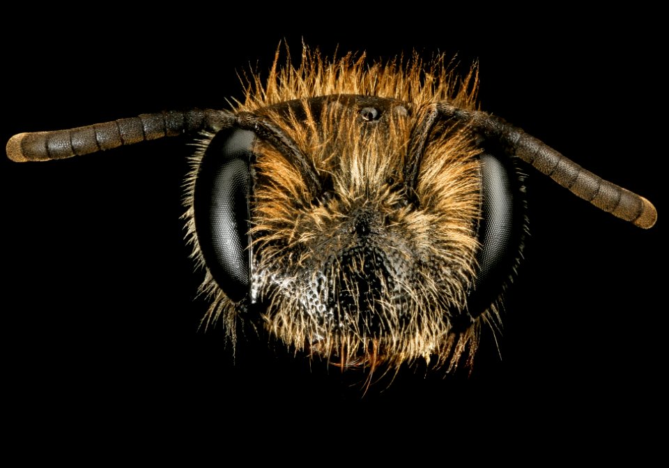 Andrena fenningeri, f, face, Pr. George's Co. MD 2016-10-20-13.55
