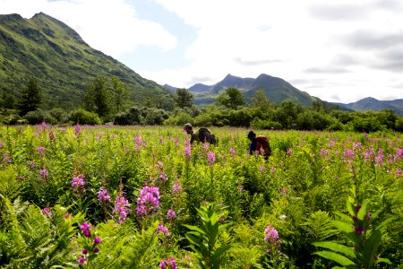 Fireweed field
