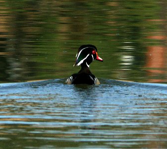 DUCK, WOOD (4-25-07) atascadero, slo co, ca