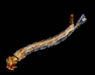 Fresh Mosquito larvae 2013-09-15-17.02.49 ZS PMax photo