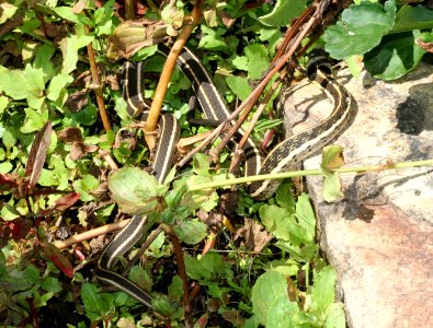 SNAKE, BLACK-NECKED GARTER (thamnophis cyrtopsis) (7-28-09) miller cyn, az -01