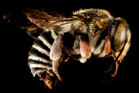 Trachusa ridingsii, M, Side, GA, Baker County 2015-02-10-13.54.33 ZS PMax
