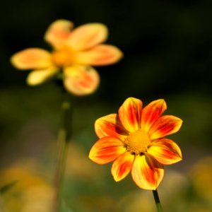 Blumen gehen immer