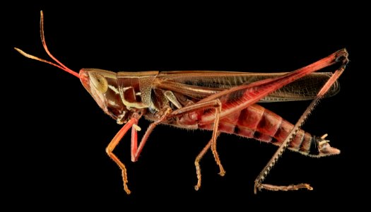 Syrbula admirabilis, U, Side, MD, PG County 2013-07-30-15.25.52 ZS PMax photo