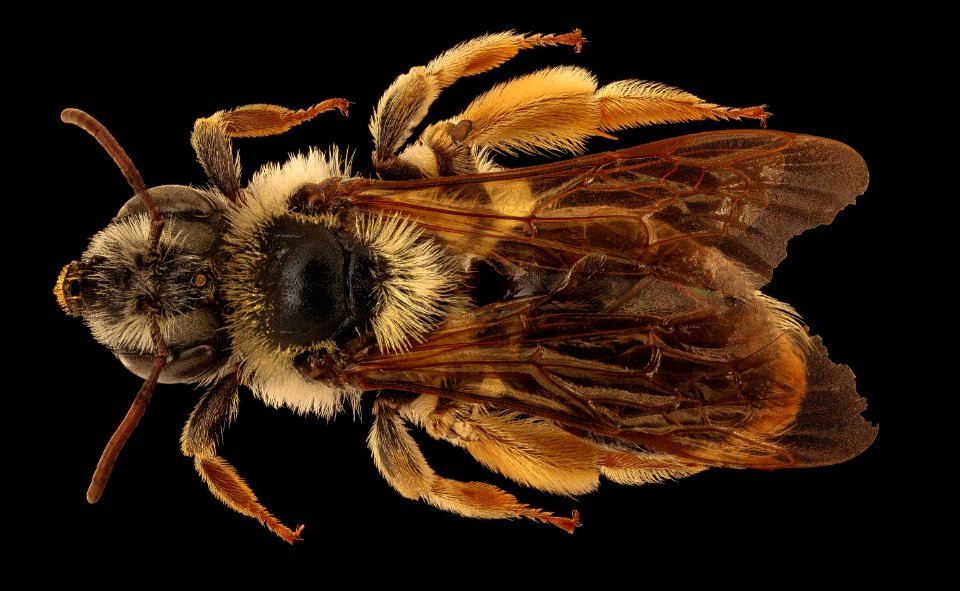 Andrena wilmattae, f, back, Pennington Co., SD 2018-08-10-13.33.50 ZS PMax UDR