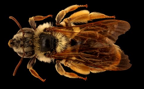 Andrena wilmattae, f, back, Pennington Co., SD 2018-08-10-13.33.50 ZS PMax UDR