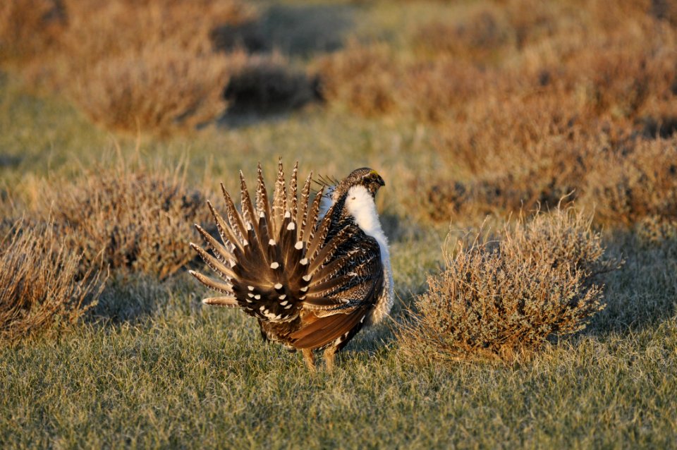 Bi-State sage-grouse in Nevada
