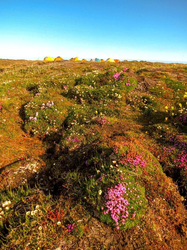 2019 Arctic Virtual Bird Fest