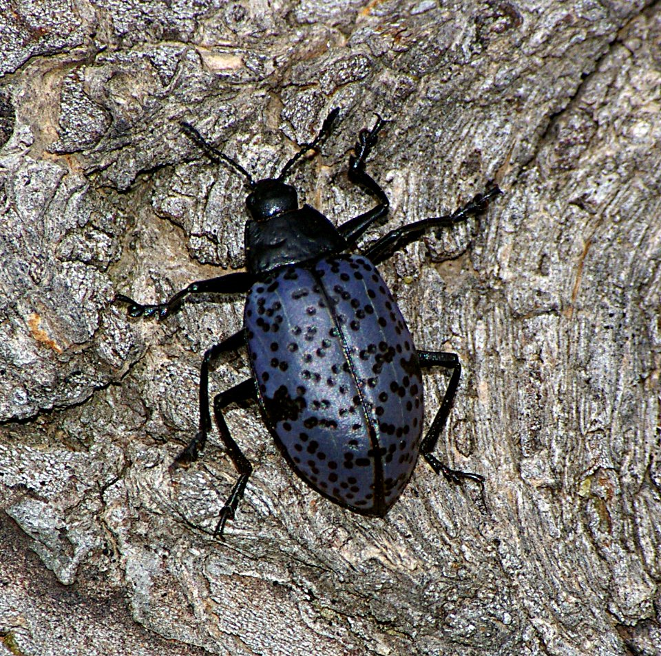 BEETLE (5-21-07) los alamos, nm 8500ft