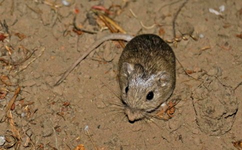 Endangered Pacific Pocket Mouse in new home photo