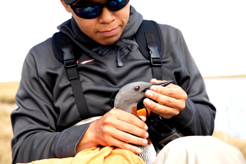 Biology intern with red-throated loon - Arctic Bird Fest 2019