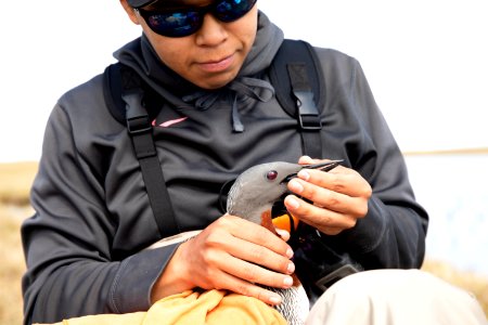 Biology intern with red-throated loon - Arctic Bird Fest 2019