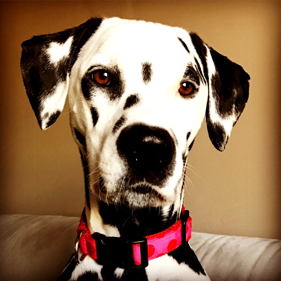 Dalmatian