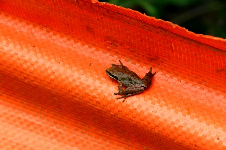 Pacific tree frog spotted on toad fence photo