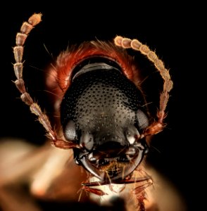 Rove beetle, U, Face, Upper Marlboro, MD 2013-08-21-16.34.44 ZS PMax photo